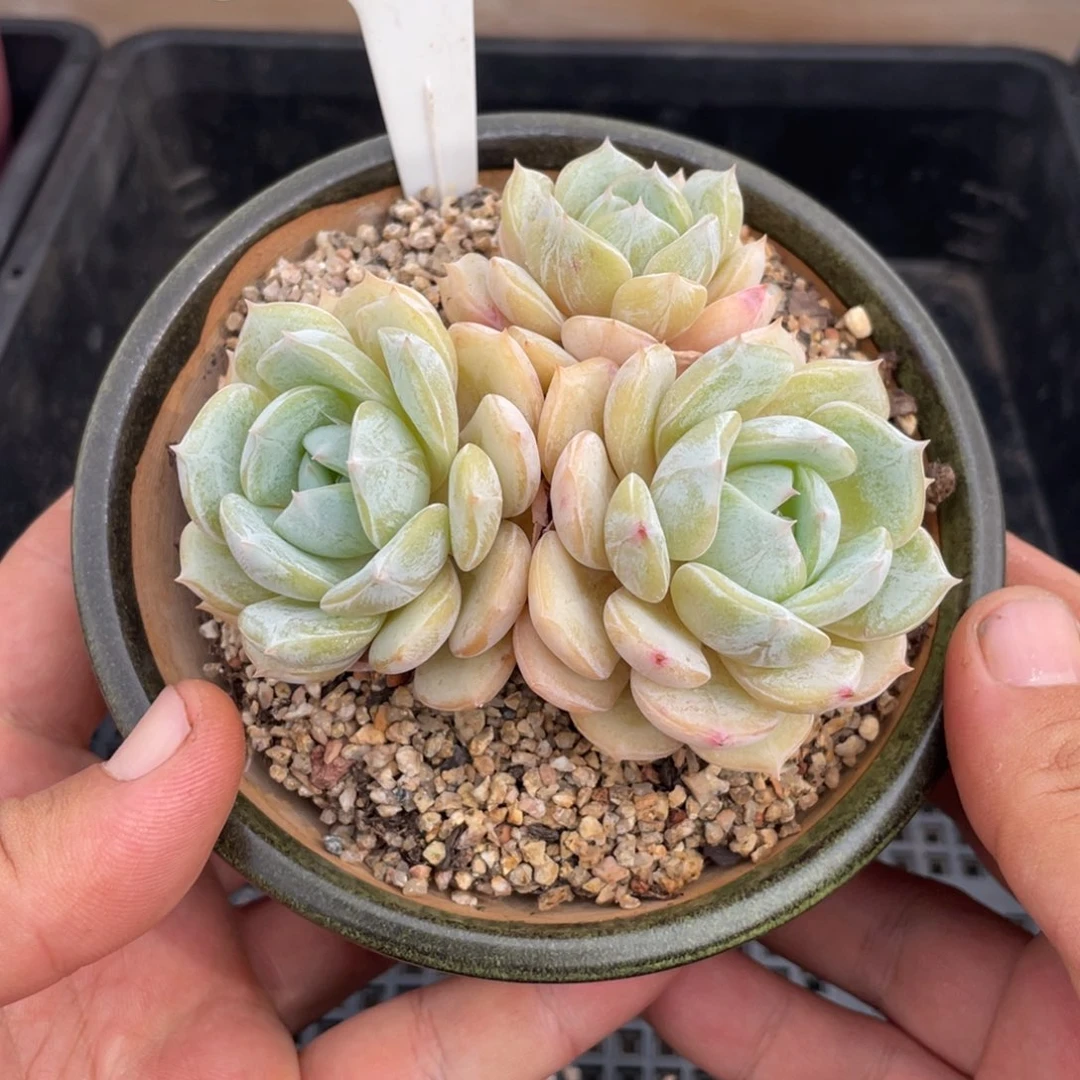 0617劳林不带盆9厘米