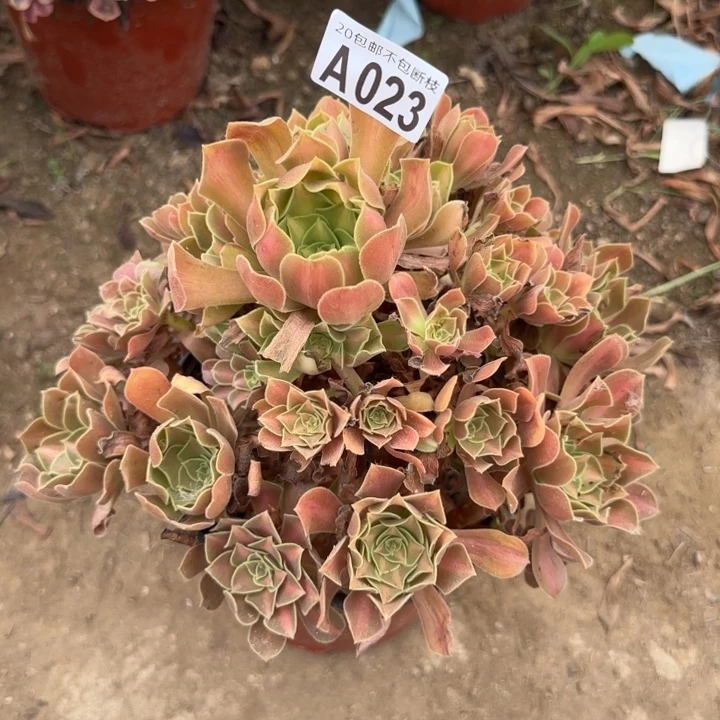 女巫中班……不包断枝……