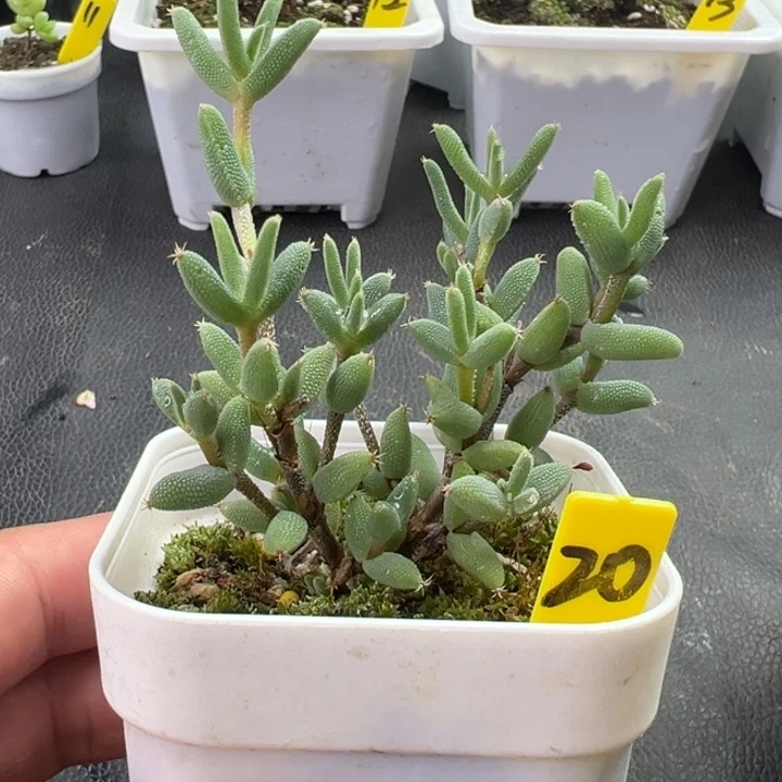 20号玉米一物一拍