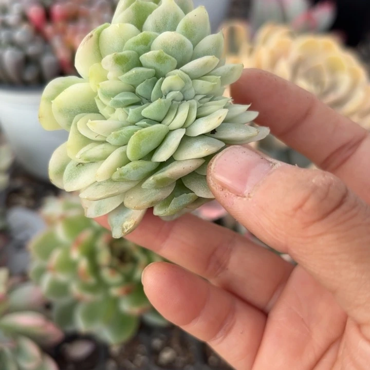 麦秆锦缀化多肉之物