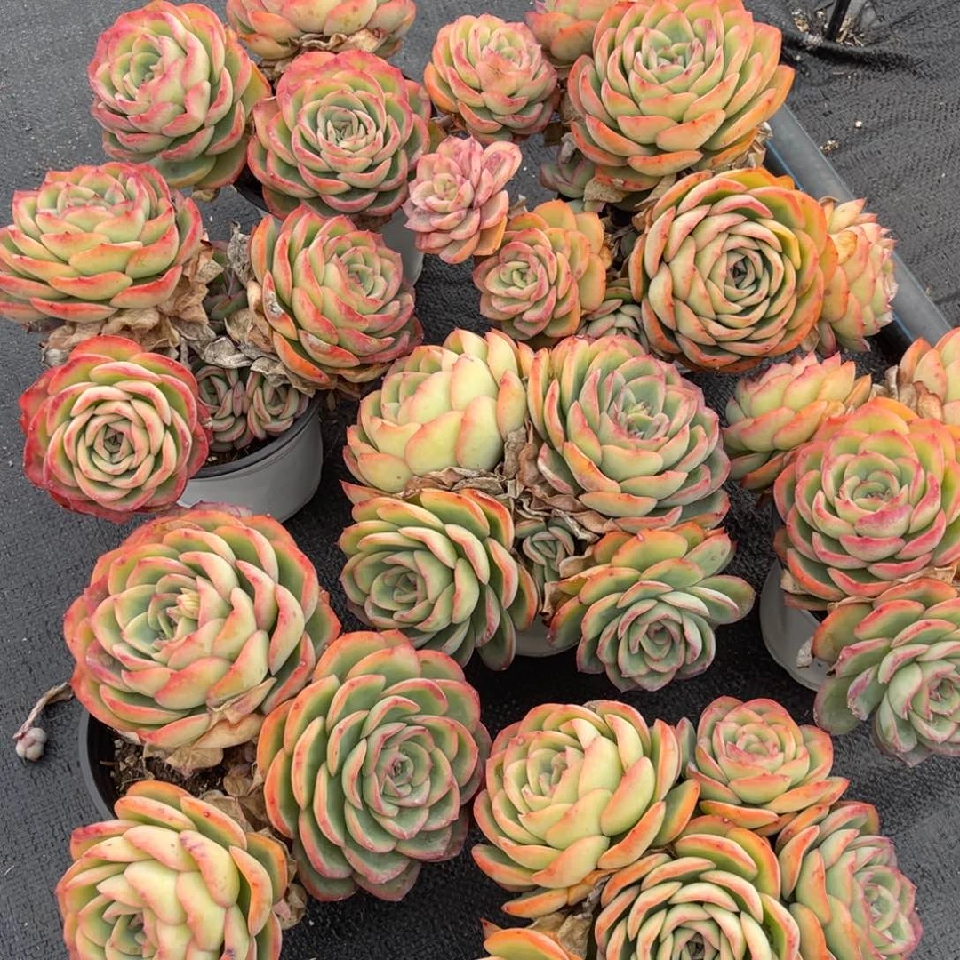 云舍多肉新年福利-120晨露