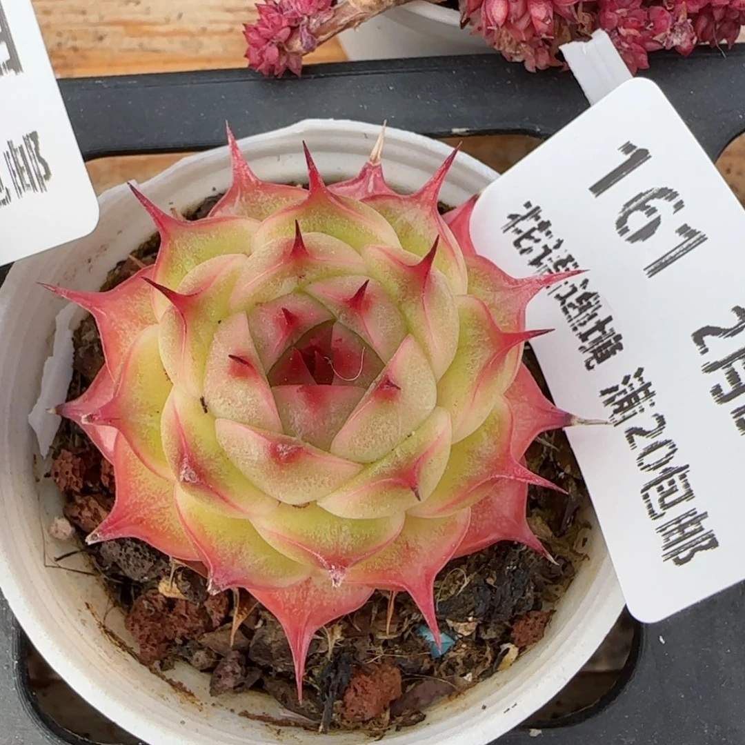 花语逸境0220-161