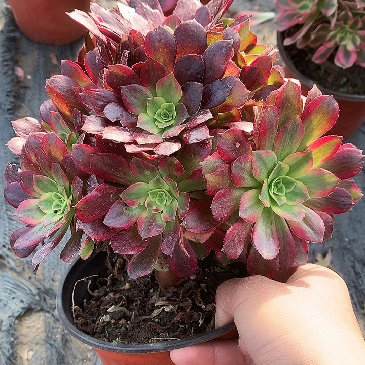 757安娜多肉植物