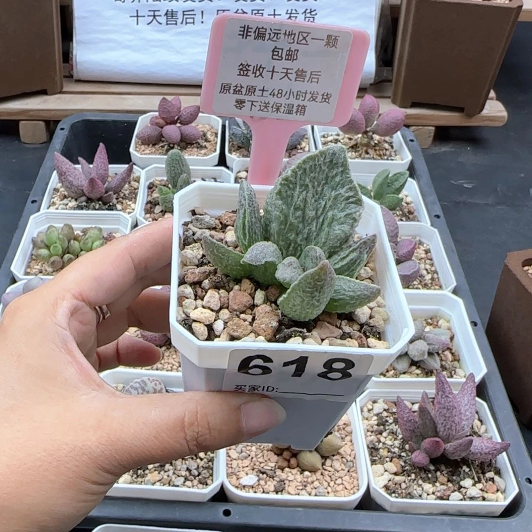 618酒红猪肝多肉植物