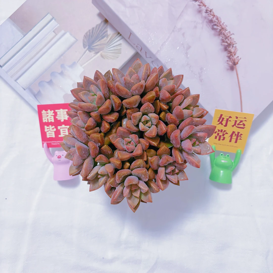 甜心姬胧月 桌面多肉植物办公室阳台新手好养 皮实带瓷盆发货