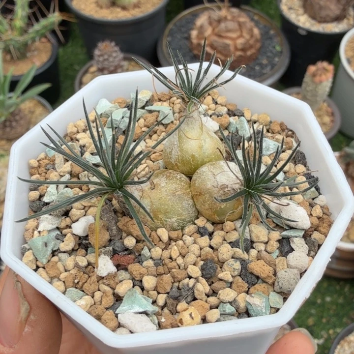 夏**云毛叶迷你海葱578仙人球