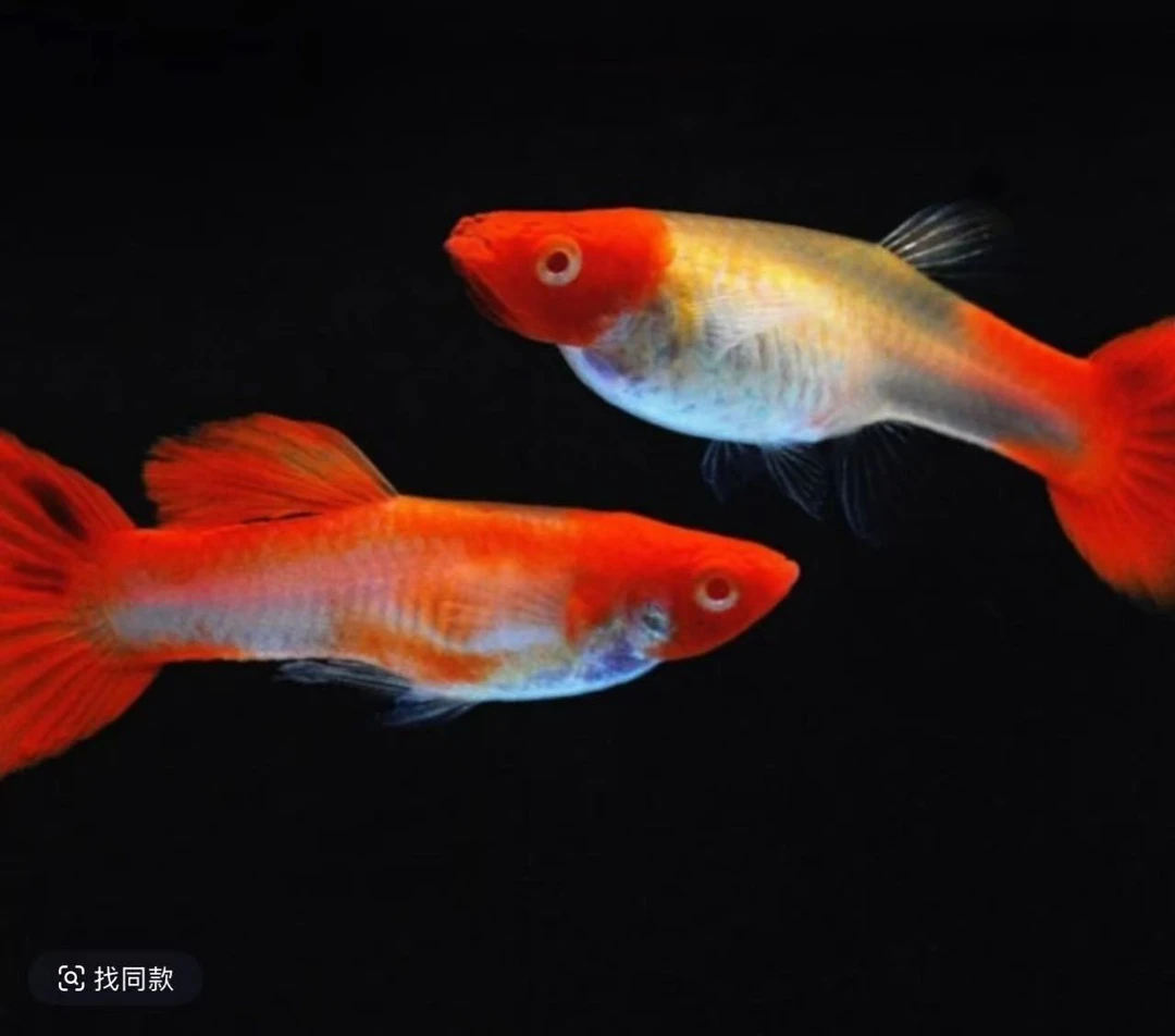 鸿运当头孔雀鱼（母鱼红头红尾公鱼很小）