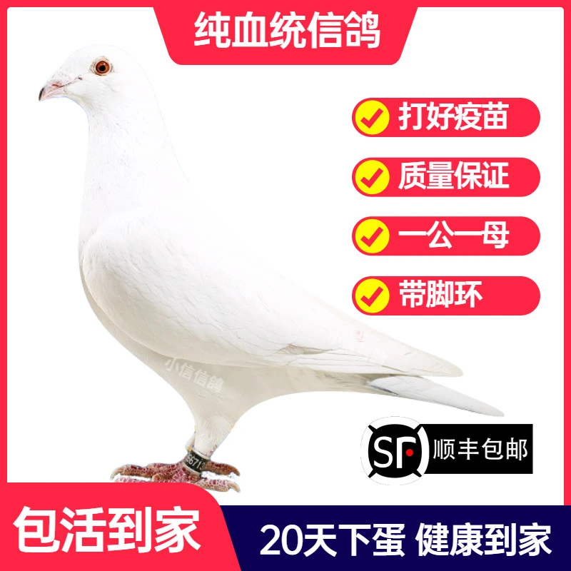 纯白鸽子活一对成绩鸽信鸽赛鸽鸽子原配种鸽小鸽活体幼鸽血统鸽