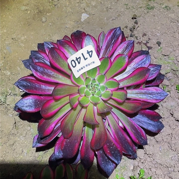 4140粉铜多肉植物
