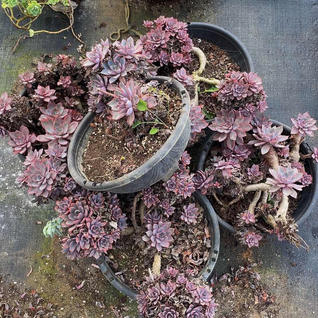 赫拉一堆19.8多肉，不售后