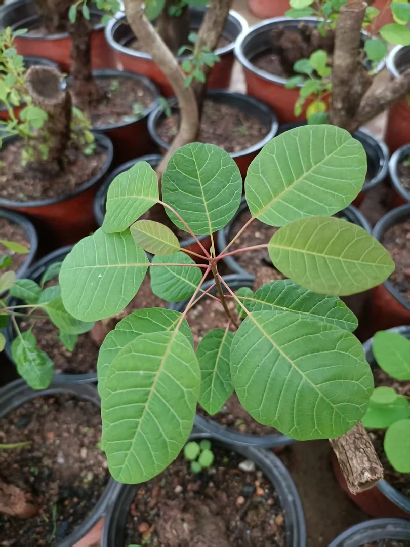 香山红叶黄栌叶片观赏植物