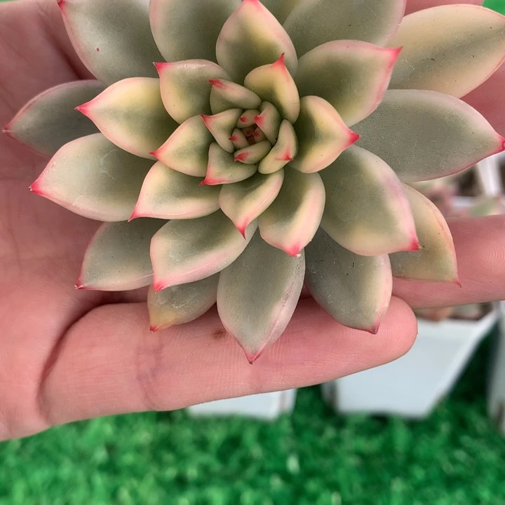 艾博尼，锦哥多肉