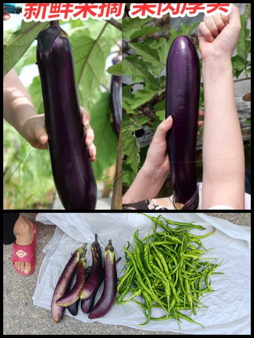 攸县露天糯米茄子辣椒