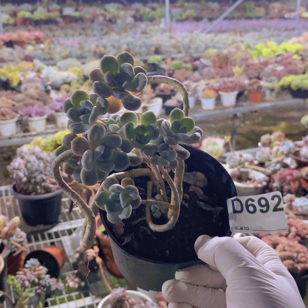 692不知名一物一拍