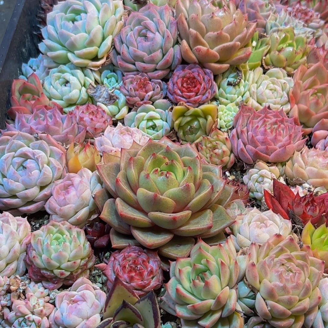 812多肉葡领导人物库资料显示