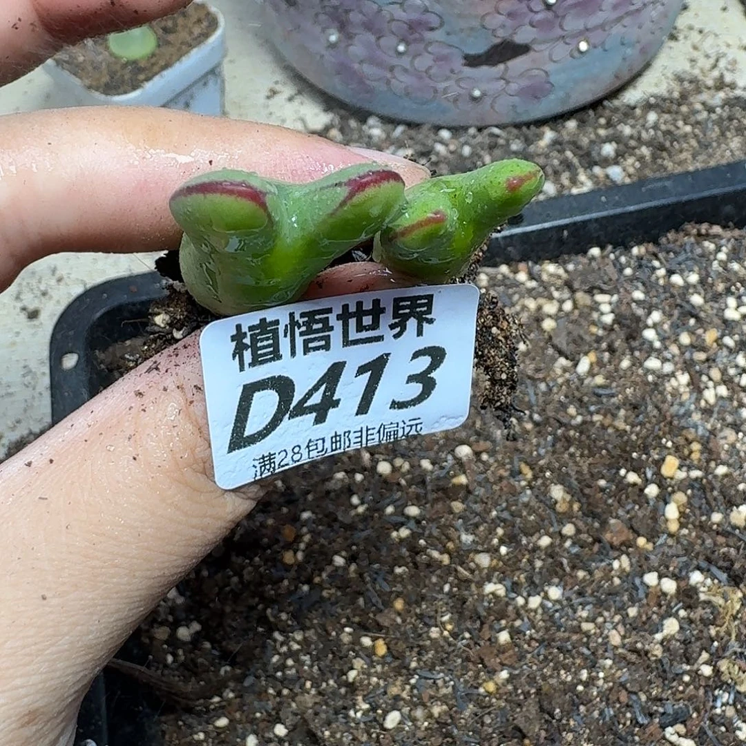 多肉植物的润泽fgb
