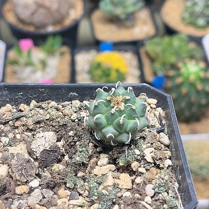 2.3公分安德森娇丽实生