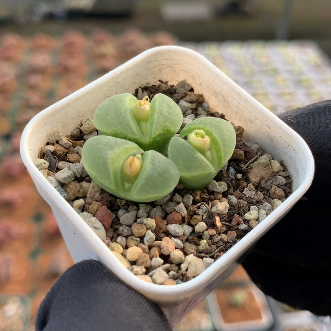 921风铃母本一颗