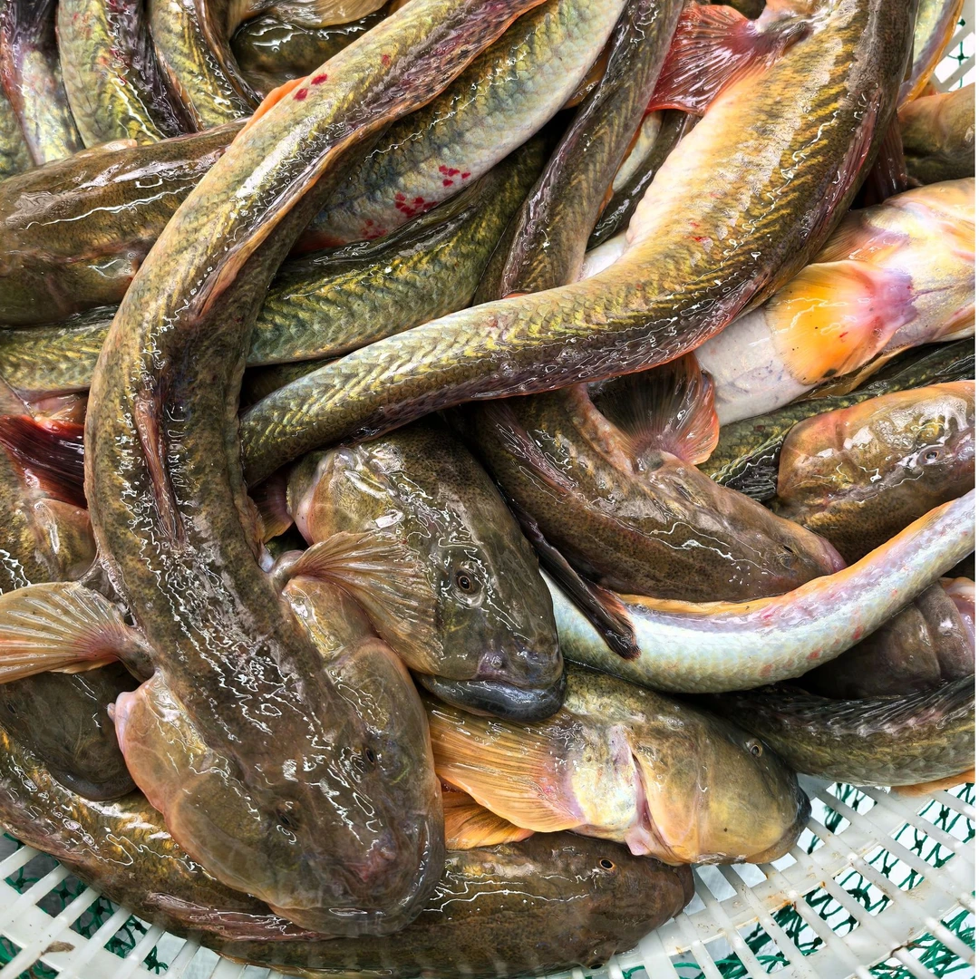 渤海湾南排河大油光鱼大海鲶鱼 螃蟹池大油光比野生的好吃