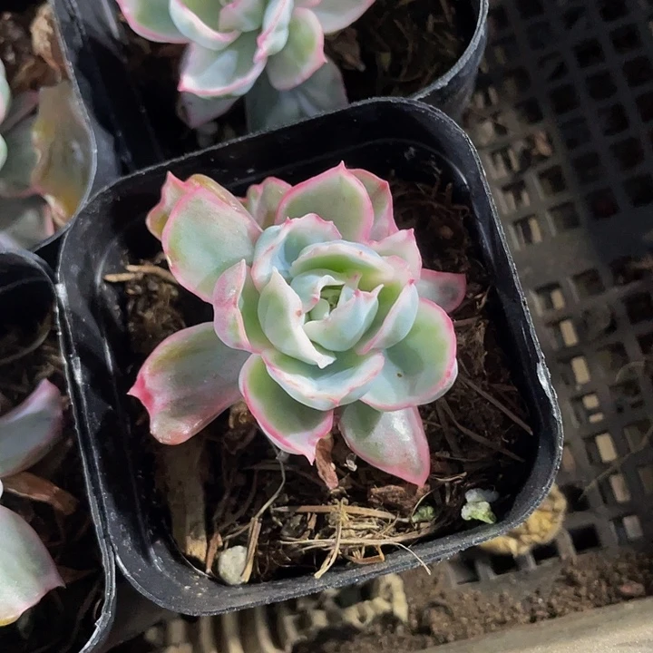 伯克利锦4.8带盆