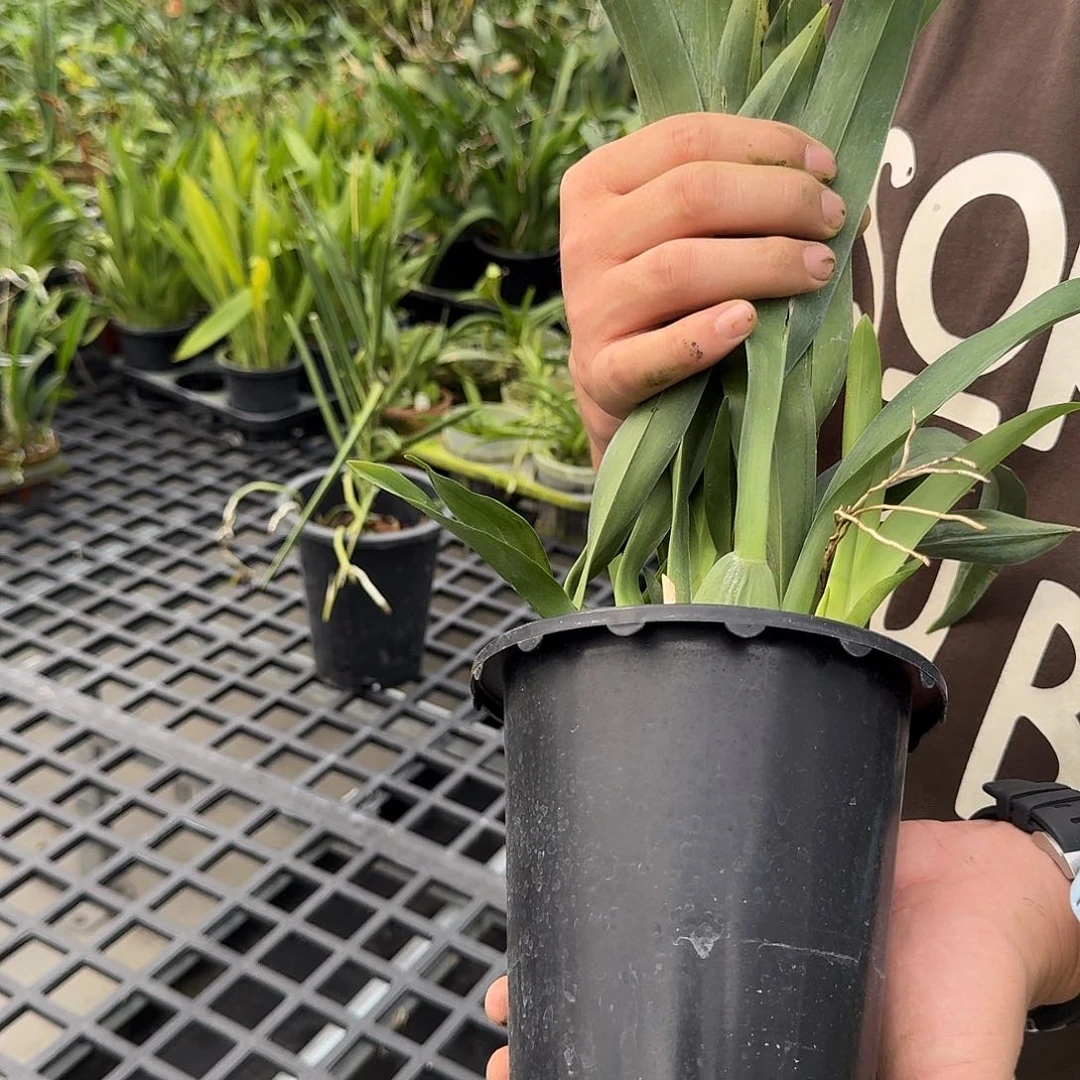 当前无花栽培后可以开花大黑盆闻心