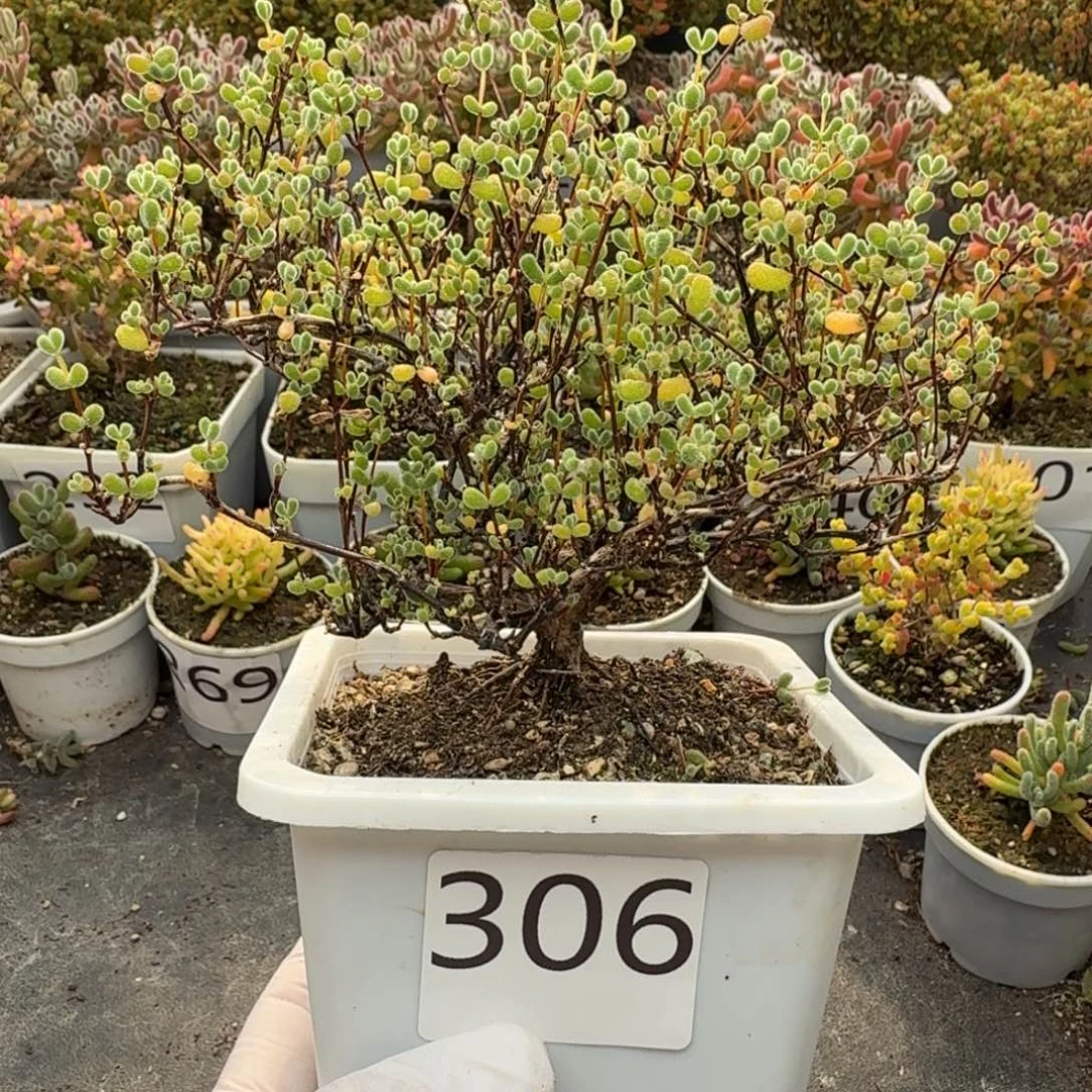 306翡翠老桩造型枝干
