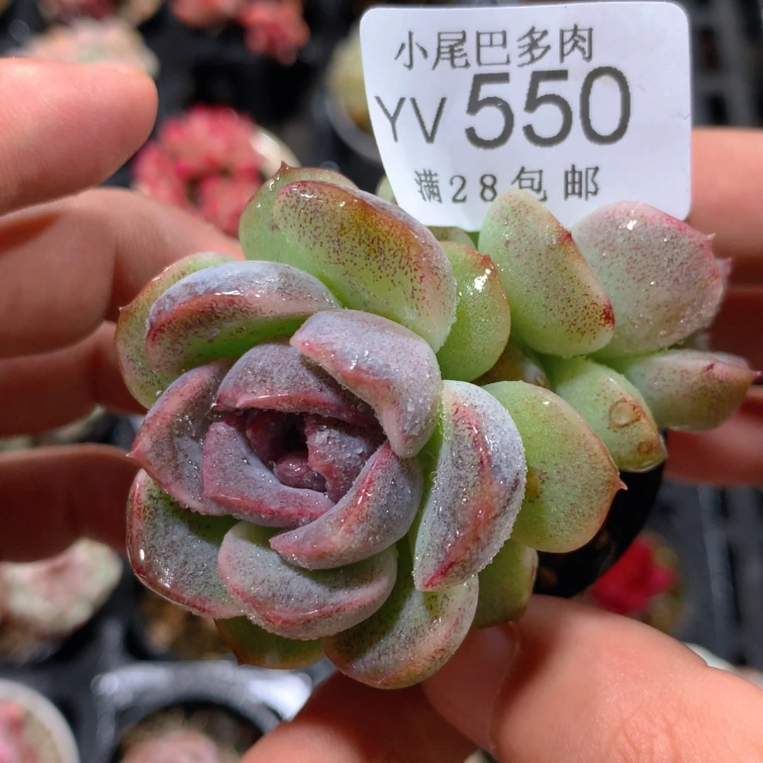 5CM拇指盆精控多肉YV550