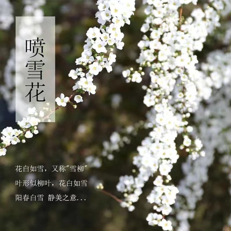 雪柳树苗喷雪花盆栽水养干枝阳台易活花卉庭院树苗绣线菊土培带根