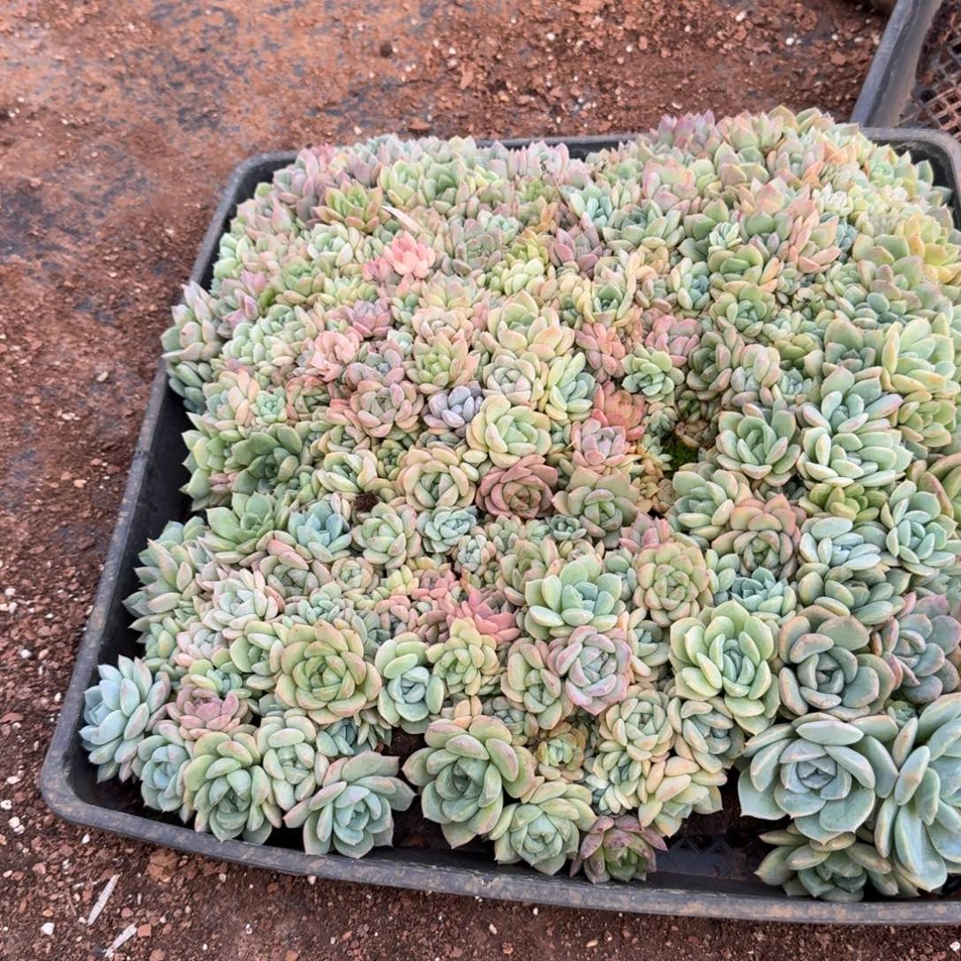 天***.多肉杂交一物一拍6-28糖心切糕一筐不带筐