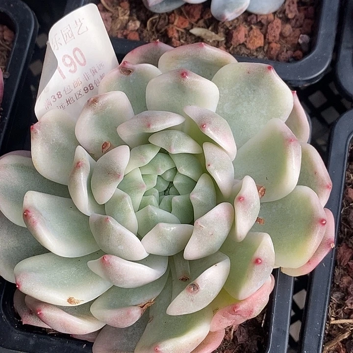 夏***光霜花锦多肉多肉植物