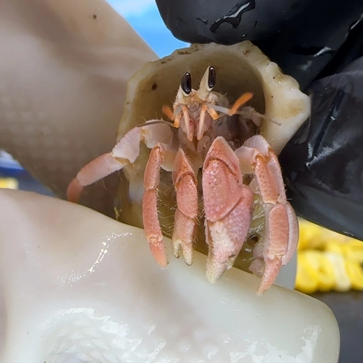 A32浅粉 灰白0.9cm口径