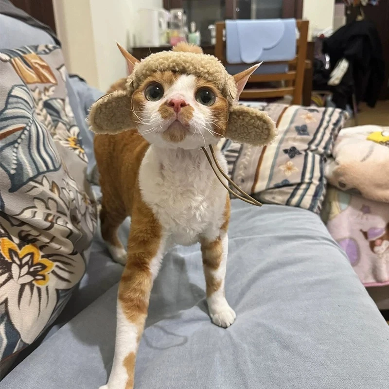 小猫帽子飞行员小狗八角帽头套德文猫羊羔绒棉衣帽子露耳朵必备用