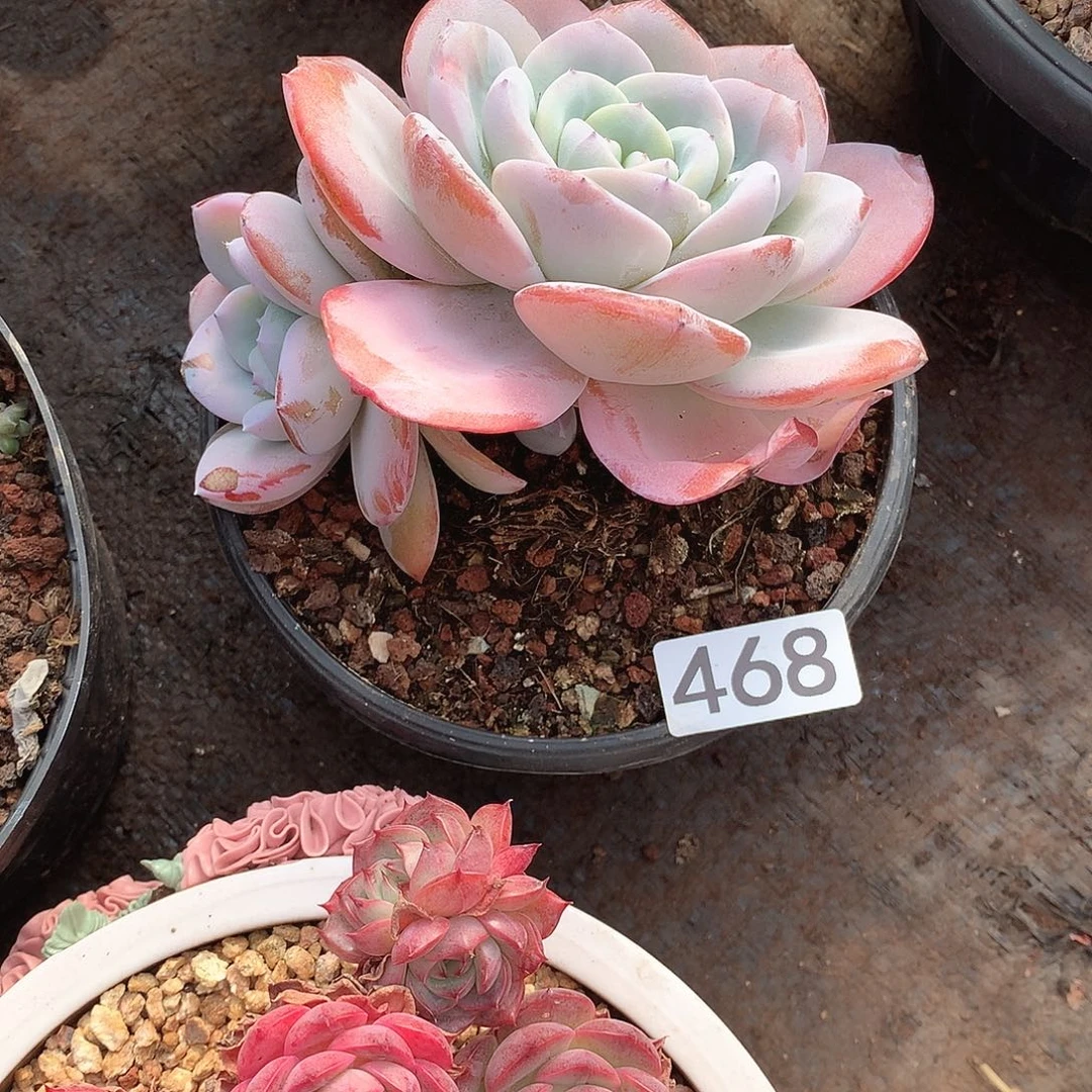 468奶茶 一物一拍多肉