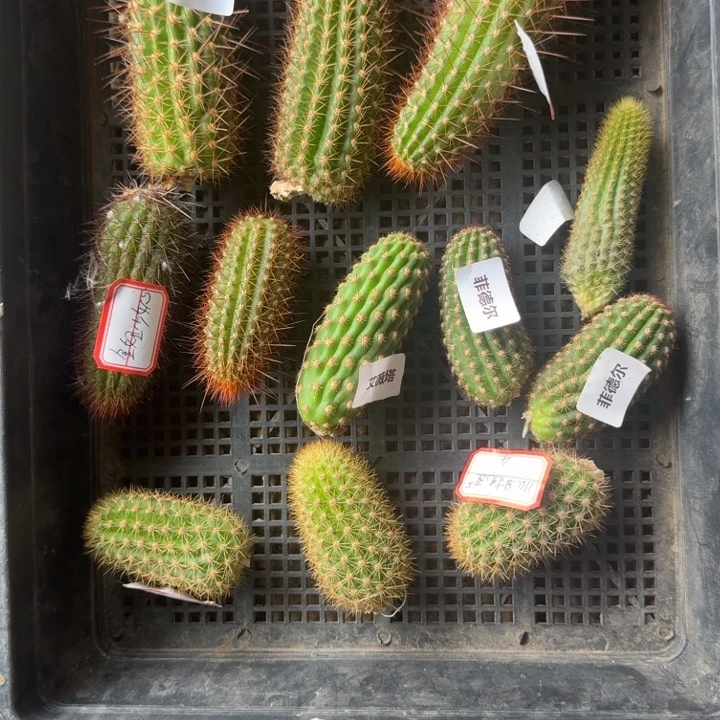 252金妞混品种2个无根侧牙，20包邮