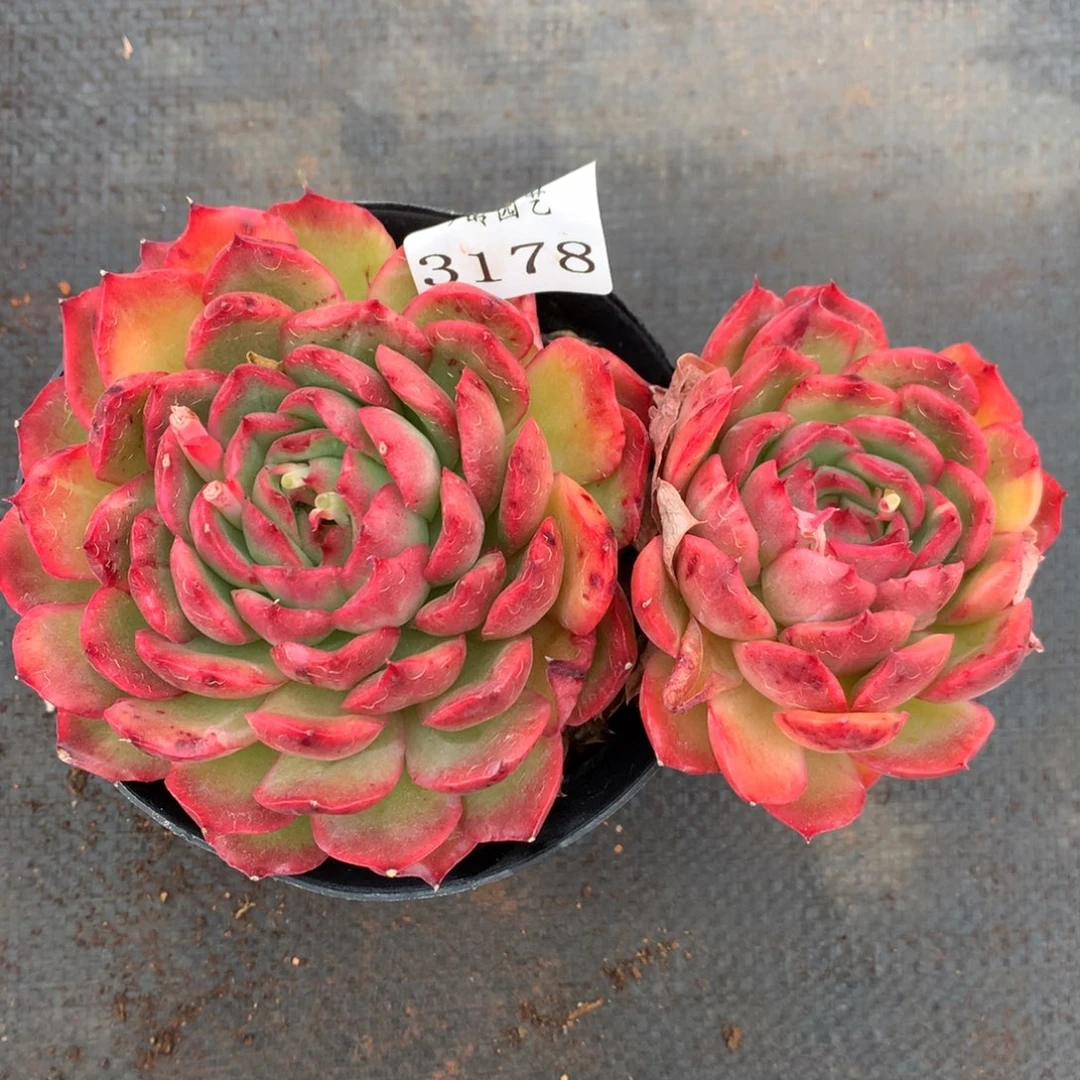 3178杂交多肉植物