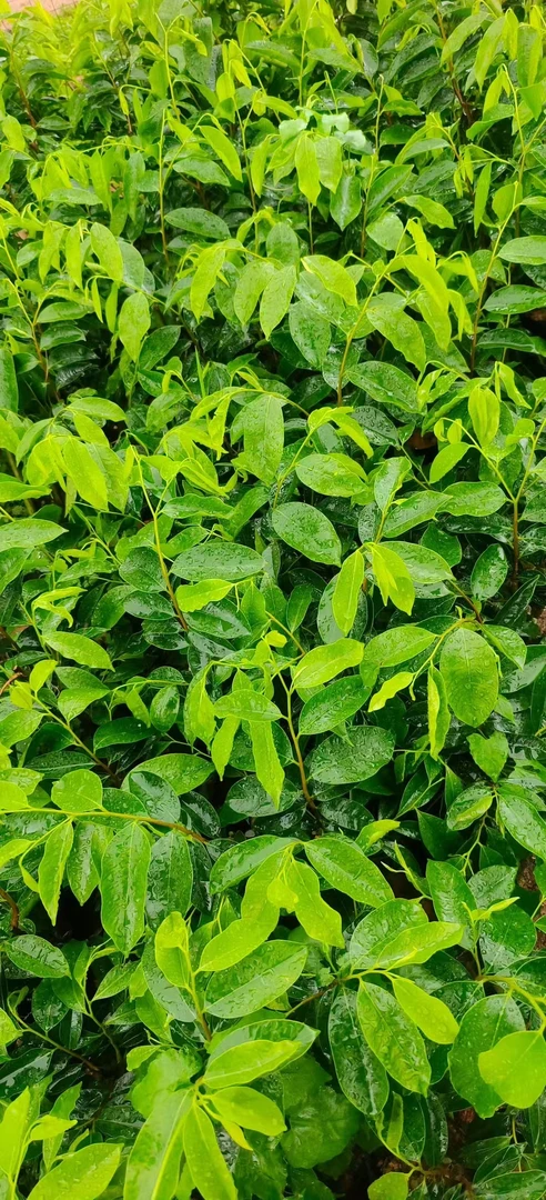 棋楠沉香树苗多样性发一