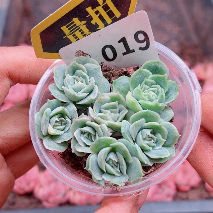 多肉植物多肉植物