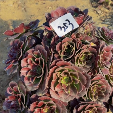 荷兰玫瑰多肉植物一物一拍353多肉