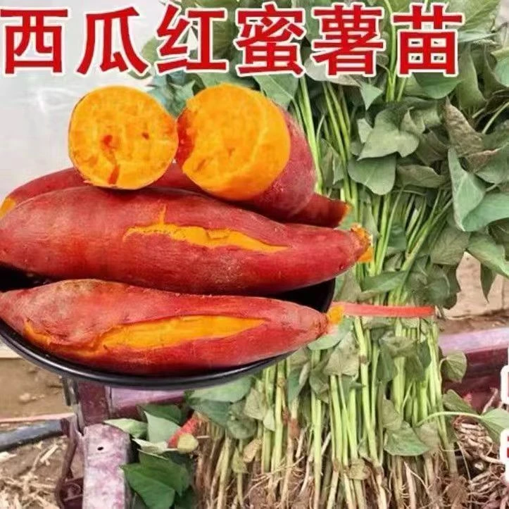 农家自育红薯苗，西瓜红品种