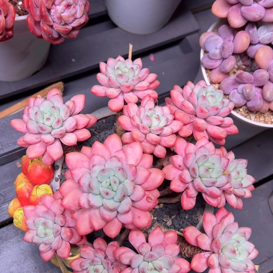 周***芬拉丝雨多肉老桩植物