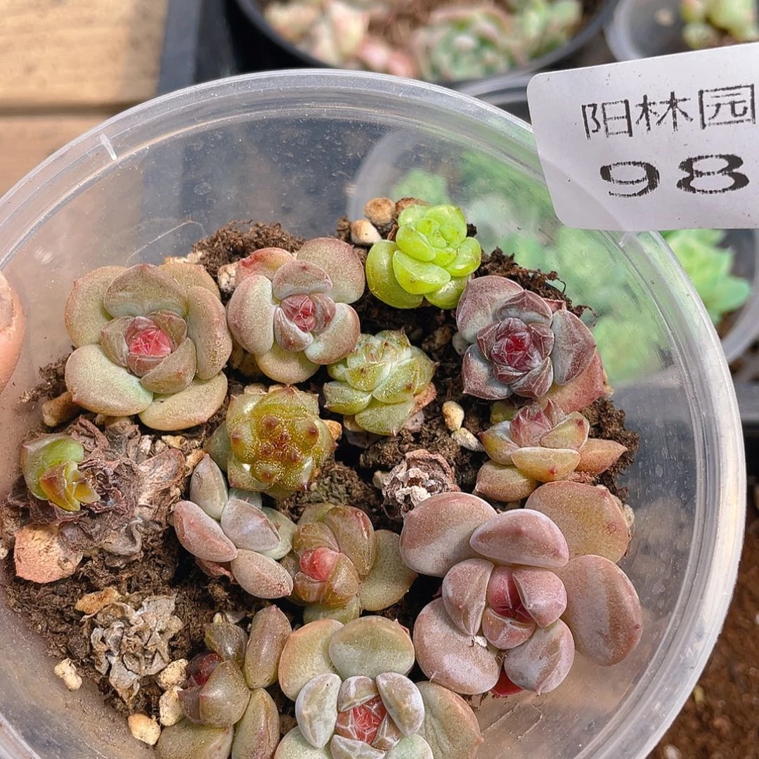 多肉植物多肉植物988
