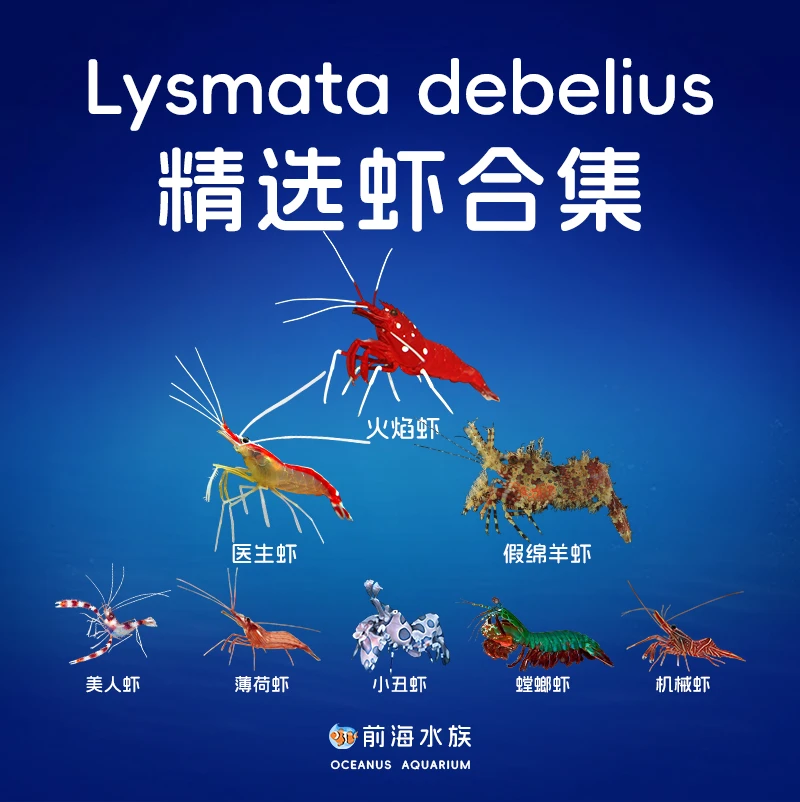 医生虾清洁虾火焰虾假绵阳老虎虾薄荷机械美人功能虾吃藻海水鱼缸