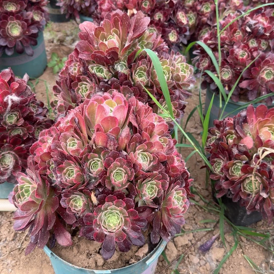 安娜亮牌9.9一个地理多肉植物