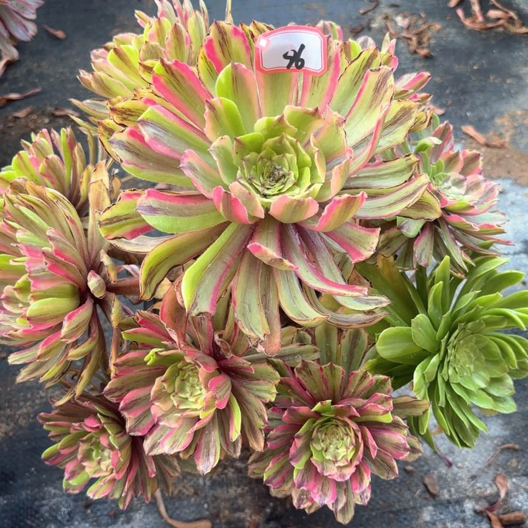 无花朵96粉黛多肉植物绿植