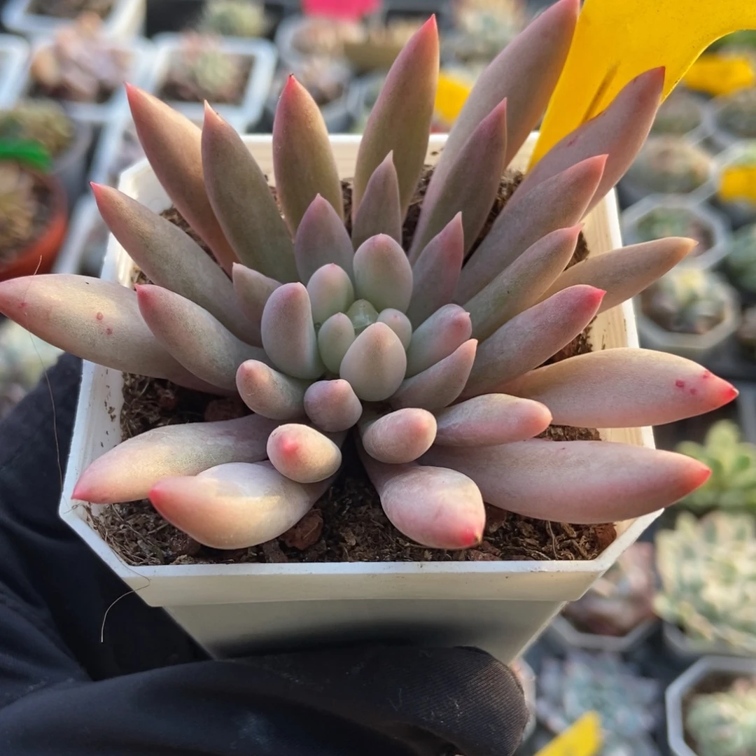 6107红蜻蜓锦多肉植物了