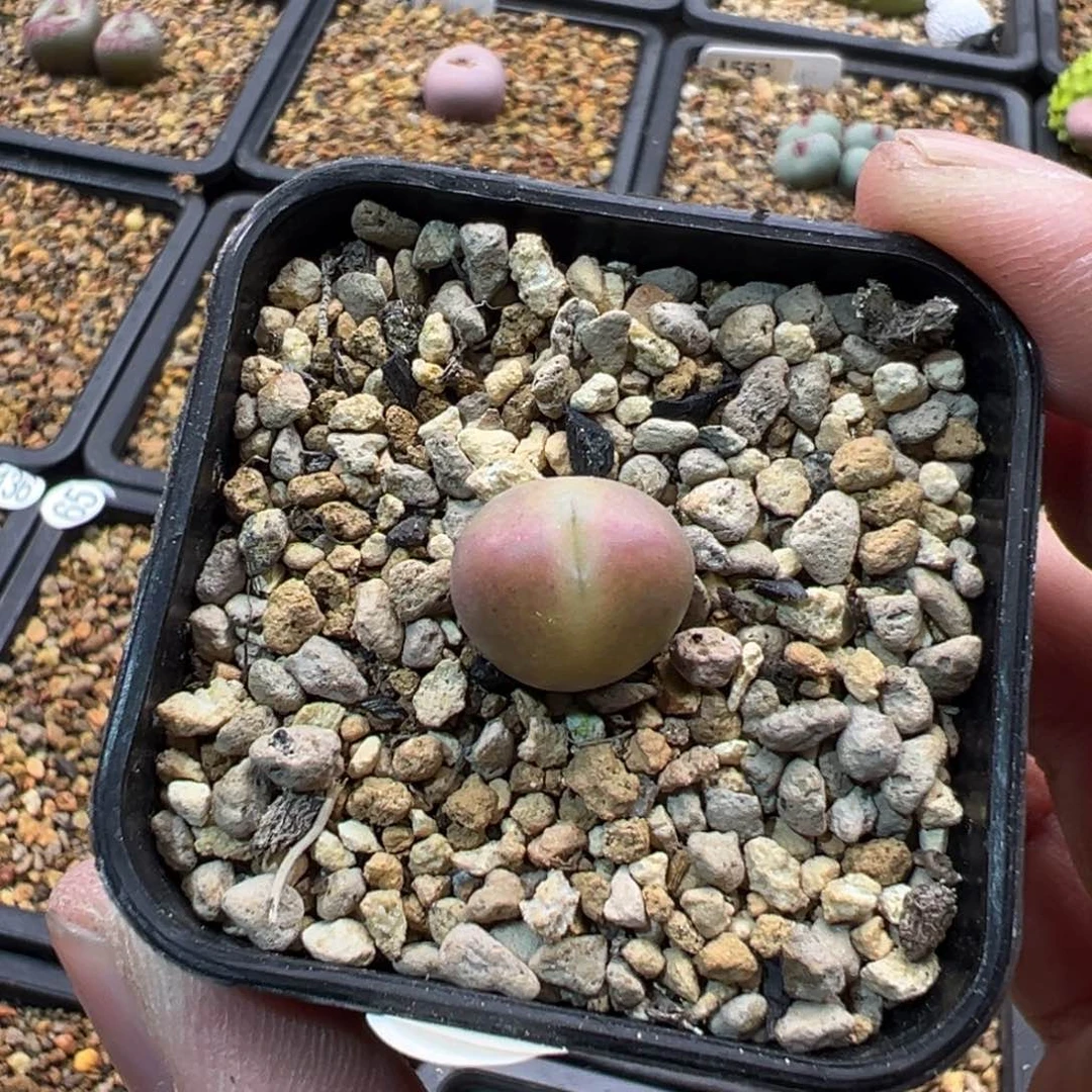 130多肉单头优选粉色将杂一棵特