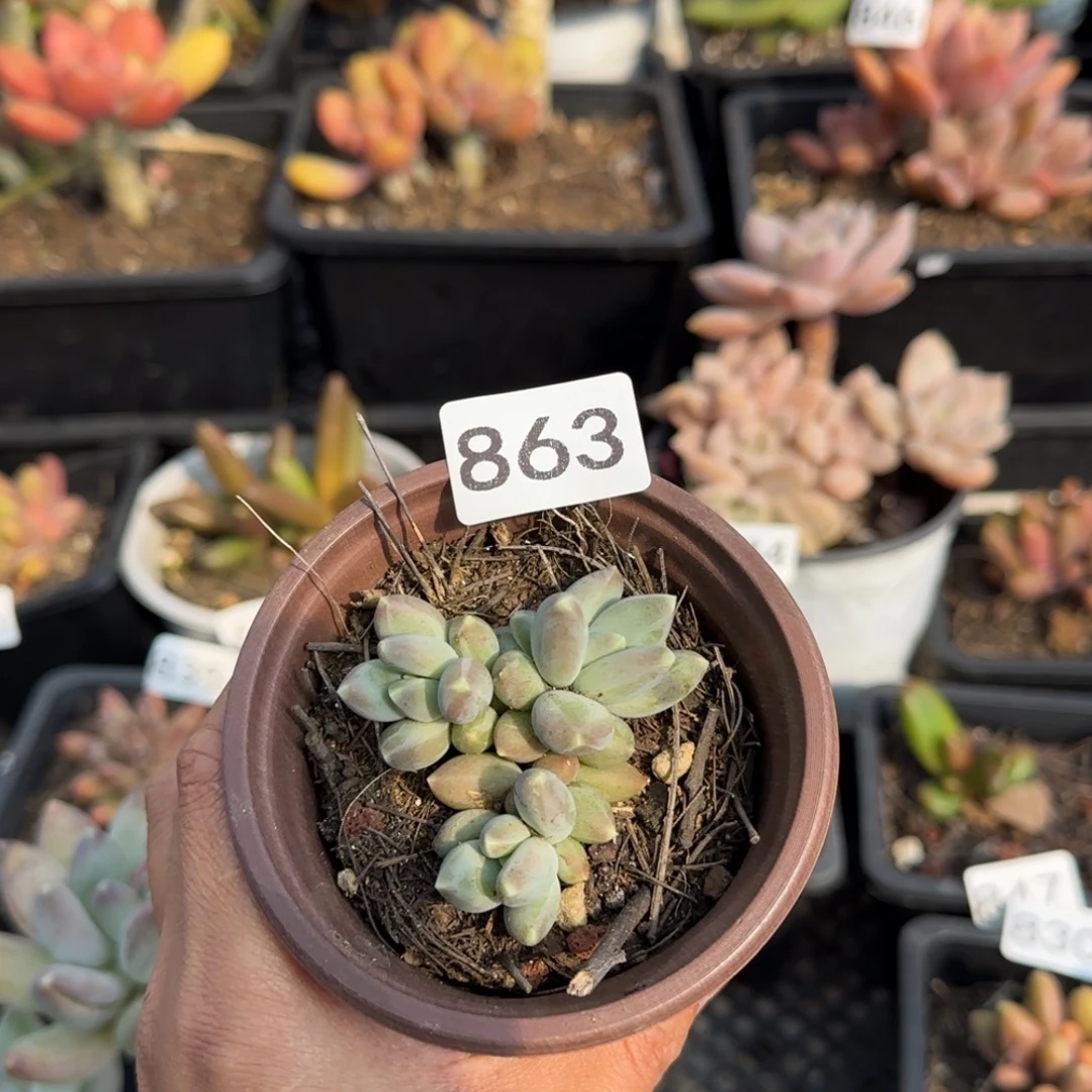 863号一物一拍一物一拍