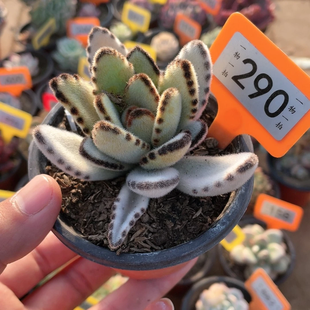 【闪购商品】290号