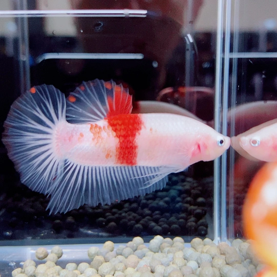 斗鱼黑233号a a a a a