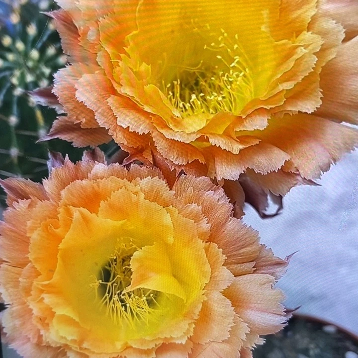 彩草橙黄羽毛侧芽3公分左右